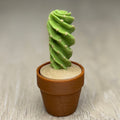 Spiral Cactus Fidget Clicker